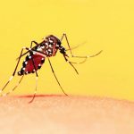 Dengue, è allarme in Europa