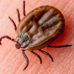Encefalite da zecche, scatta l'allarme nel Regno Unito