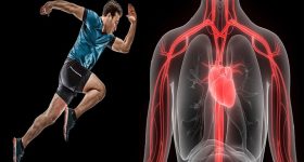 Cardiomiopatia aritmogena: verso nuove terapie con l'alterazione dei livelli di calcio