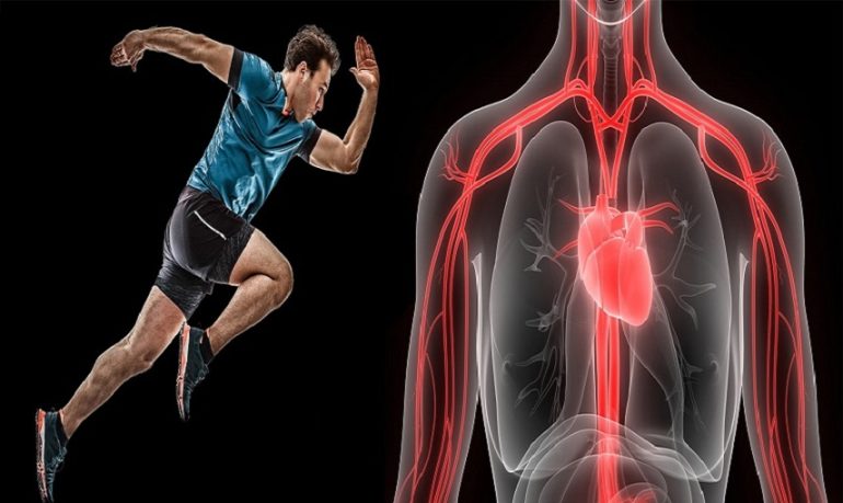 Cardiomiopatia aritmogena: verso nuove terapie con l'alterazione dei livelli di calcio