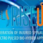 Midollo spinale, ENEA sperimenta metodo innovativo per rigenerare le lesioni