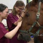 A Padova il primo corso di laurea per infermieri veterinari