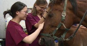 A Padova il primo corso di laurea per infermieri veterinari