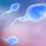 Covid, lo studio spagnolo: "Spermatozoi meno numerosi e più lenti"
