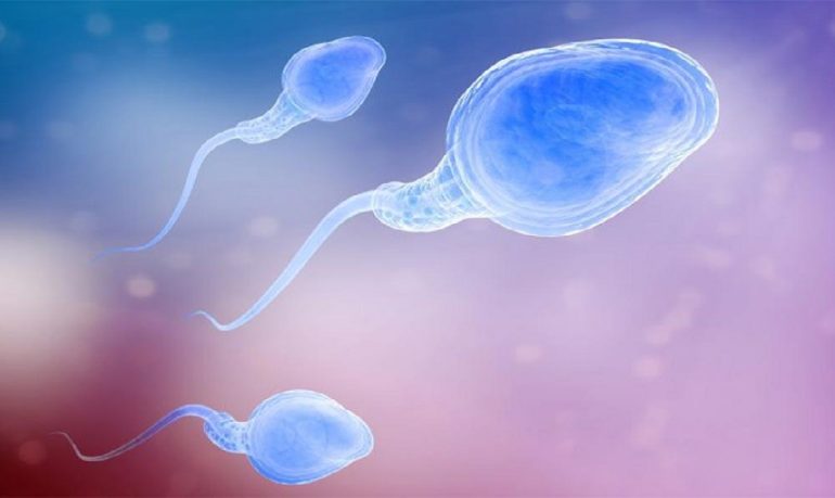 Covid, lo studio spagnolo: "Spermatozoi meno numerosi e più lenti"