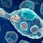 Macrofagi ingegnerizzati per eliminare i tumori solidi