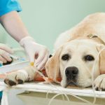 Puglia, via libera a ospedali veterinari pubblici