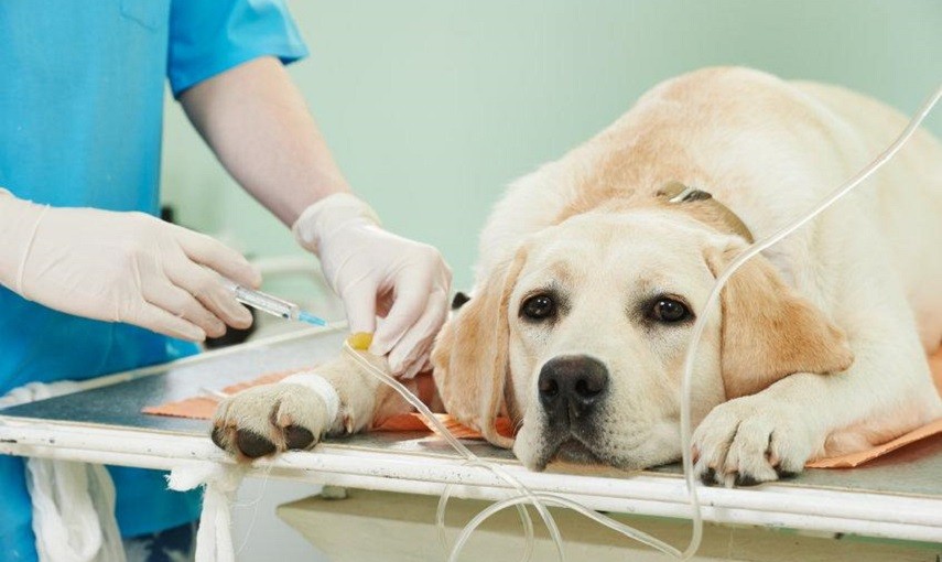 Puglia, via libera a ospedali veterinari pubblici