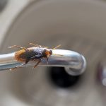 Cagliari, ambulanza e vigili del fuoco mobilitati per una... blatta