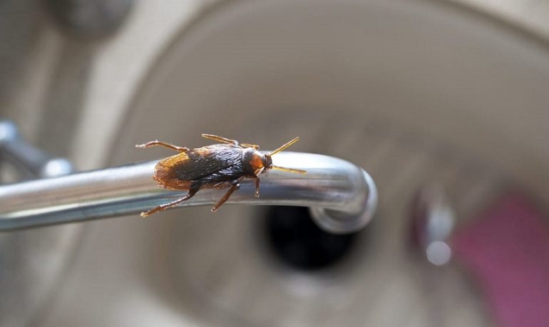 Cagliari, ambulanza e vigili del fuoco mobilitati per una... blatta