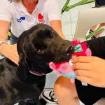 La pet therapy torna al Bambino Gesù