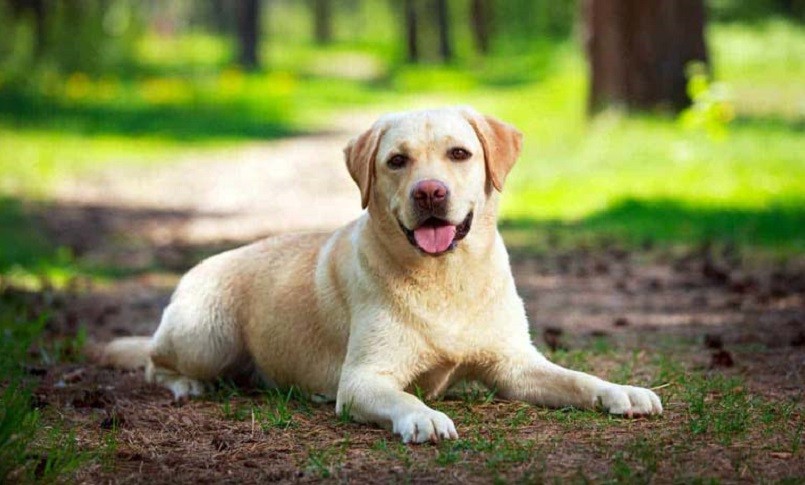 Toscana, cani in aiuto dei bimbi a rischio diabete