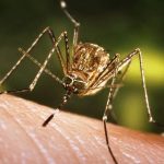 West Nile: primo decesso in Italia