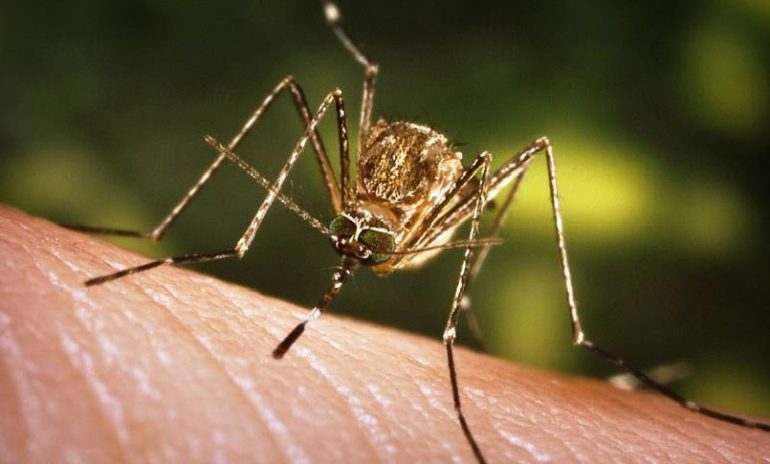 West Nile: primo decesso in Italia