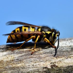 Allergia alle punture di api e vespe: cosa sapere e come prevenire