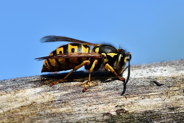 Allergia alle punture di api e vespe: cosa sapere e come prevenire