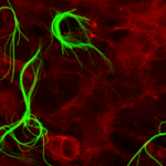 Comunicazione cellulare artificiale, studio del Cnr-Isof apre nuove frontiere