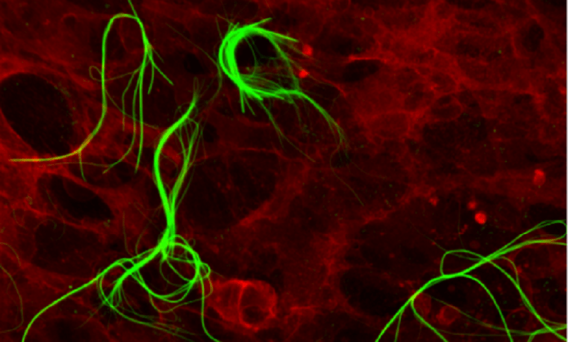 Comunicazione cellulare artificiale, studio del Cnr-Isof apre nuove frontiere