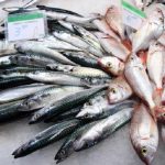 Istamina nel pesce: i rischi per la salute