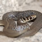 Roma, trovato serpente in una stanza del San Camillo