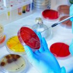 Antibiotici "aiutano" batteri resistenti a prosperare nell'intestino: lo studio