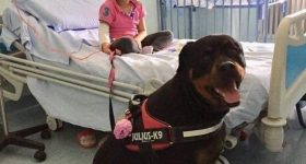 Dea, il rottweiler che guarisce con il cuore: una storia di pet therapy all'ospedale Santa Chiara di Pisa
