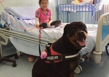 Dea, il rottweiler che guarisce con il cuore: una storia di pet therapy all'ospedale Santa Chiara di Pisa