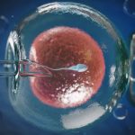 Fecondazione assistita: perché, in un caso su due, gli embrioni sani non si impiantano?