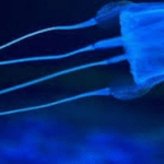 Cubomeduse: conoscere e affrontare le creature marine più pericolose del mondo