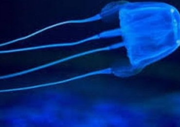 Cubomeduse: conoscere e affrontare le creature marine più pericolose del mondo