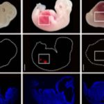 Reni "umanizzati" cresciuti in un maiale: lo studio cinese