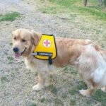 Cani che "fiutano" le malattie: la storia di Solange e Dante