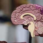 Cervello, effettuata la prima mappatura neuronale dell'area di Broca