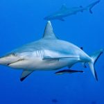 La capacità di guarire in fretta dalle ferite della pelle di squalo può aiutare l'uomo: lo studio