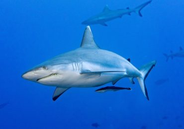 La capacità di guarire in fretta dalle ferite della pelle di squalo può aiutare l'uomo: lo studio