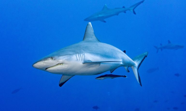 La capacità di guarire in fretta dalle ferite della pelle di squalo può aiutare l'uomo: lo studio