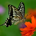 Sviluppato nuovo sensore di imaging per rilevare cellule tumorali: è ispirato al sistema visivo delle farfalle