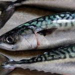 Cardiopatia, studio dimostra i benefici del pesce più oleoso