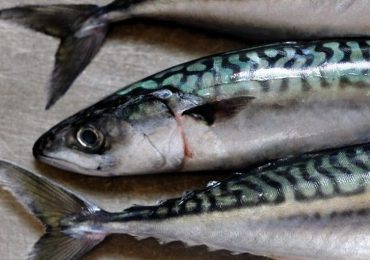 Cardiopatia, studio dimostra i benefici del pesce più oleoso