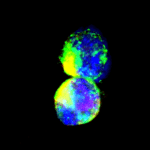 La sorprendente plasticità delle cellule staminali muscolari