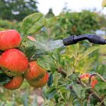 Pesticidi negli alimenti, è allarme sulla frutta