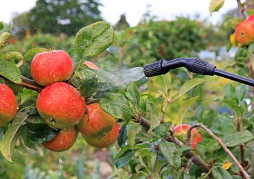 Pesticidi negli alimenti, è allarme sulla frutta