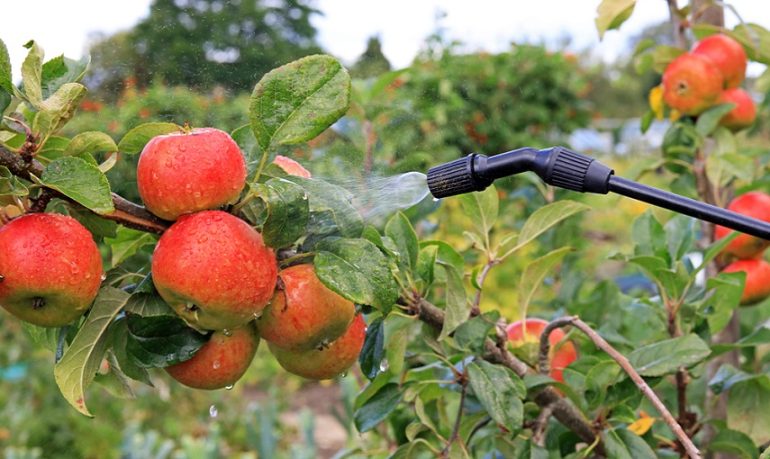 Pesticidi negli alimenti, è allarme sulla frutta