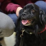 “Respira-Mo-insieme agli animali”: un progetto di Pet Therapy per affrontare la sclerosi sistemica e la fibrosi polmonare