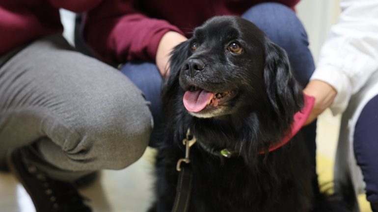 “Respira-Mo-insieme agli animali”: un progetto di Pet Therapy per affrontare la sclerosi sistemica e la fibrosi polmonare