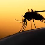 Malattie tropicali dimenticate, da dengue a chikungunya, oltre la metà presenti anche in Italia