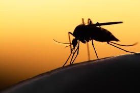 Malattie tropicali dimenticate, da dengue a chikungunya, oltre la metà presenti anche in Italia