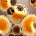 Grasso bruno, scoperta una proteina "interruttore" che lo spegne e favorisce l'obesità