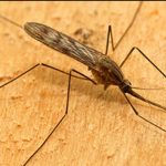 Torna dopo 50 anni la zanzara della malaria in Italia: scoperta inattesa solleva preoccupazioni 1