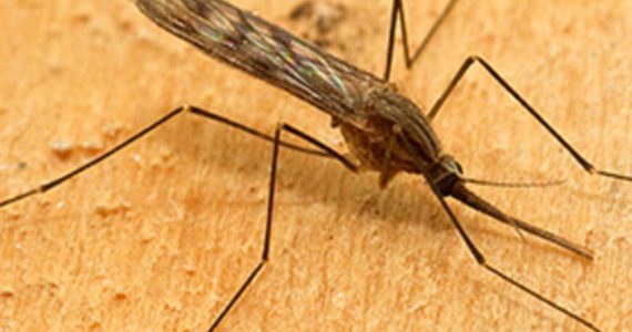 Torna dopo 50 anni la zanzara della malaria in Italia: scoperta inattesa solleva preoccupazioni 1